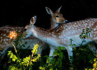 Kur’an’ın Talim Ettiği Edep